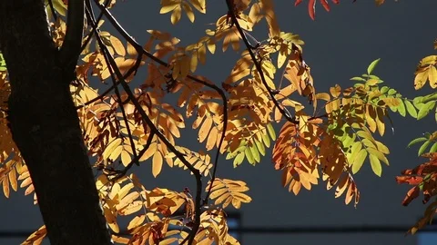 Rowan leaves background Stock Footage 102690384