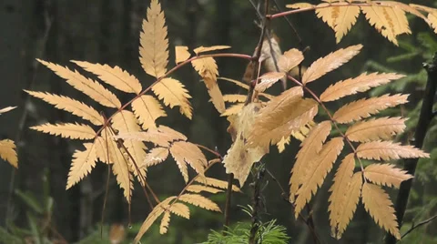 Rowan leaves Stock Footage 28609031