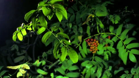 Rowan leaves Video stock 40433008