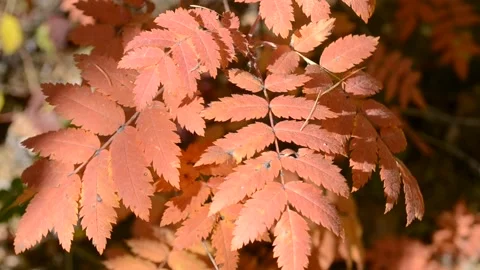 Rowan leaves Stock Footage 161954955