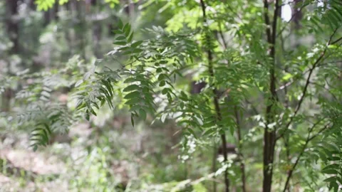 Rowan leaves motion in the wind. Stock Footage 147717812