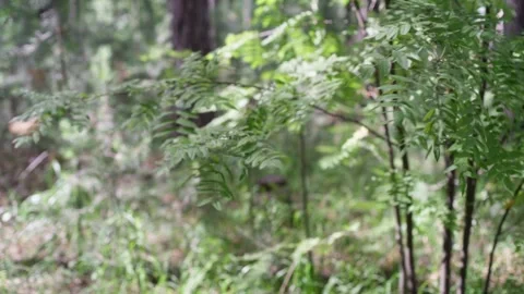 Rowan leaves motion in the wind. Stock Footage 148130093