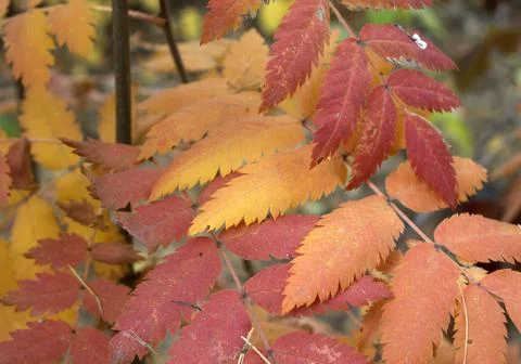 Rowan leaves Stock Photos