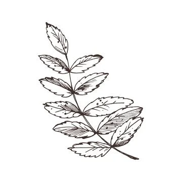 Rowan leaves single object. Line art graphic hand drawn brown ink monochrome Stock Illustration