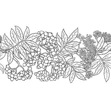 Rowan Outline Horizontal Seamless Pattern. Stock Illustration