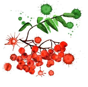 Rowan with paint blots Stock Illustration