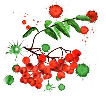 Rowan with paint blots Stock Illustration