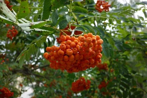 Rowan 库存照片
