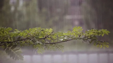 Rowan, rain slow motion Video stock 64567500