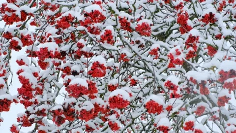 Rowan red berries in the snow. Snowfall. Bright beautiful winter background Stock Footage 155826340
