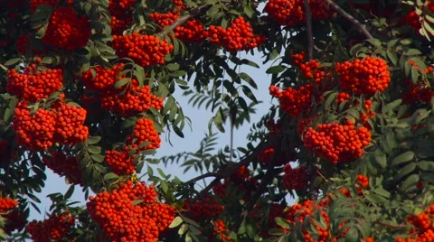 Rowan With Red Berries. Summer. Closeup 스톡 동영상 65431568
