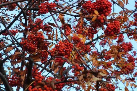 Rowan red close-up Stock Photos