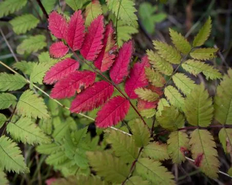 Rowan red leaf Stock Photos