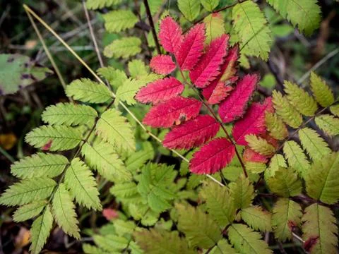 Rowan red leaf Stock Photos