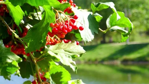 Rowan, red rowan berry on the tree. Stock Footage 138440080