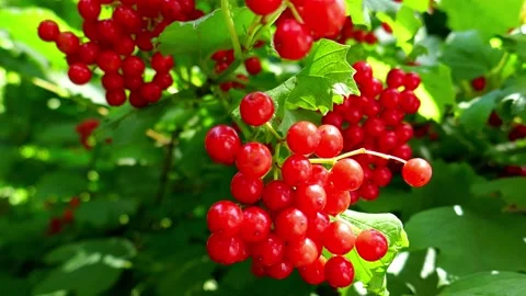 Rowan, red rowan berry on the tree. Stock Footage 138440112