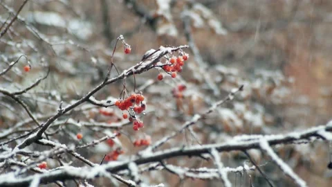 Rowan red under the snow. Winter snowfall on the street in cold snowy weather Stock Footage 236692457