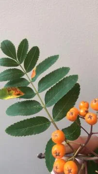 Rowan with rowan berries Stock Photos