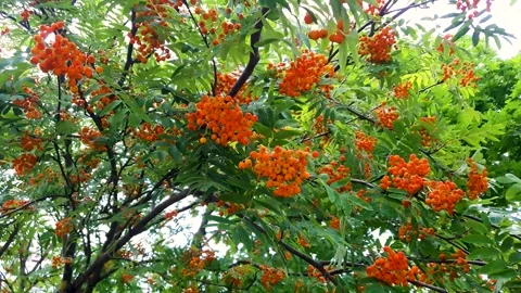 Rowan. The rowan tree. Rowan berries on the tree. Stock Footage 279519392