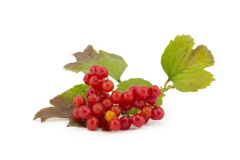 Rowan, rowanberry, rowan-tree, sorb, wild ash, viburnum, guelder rose Stock Photos