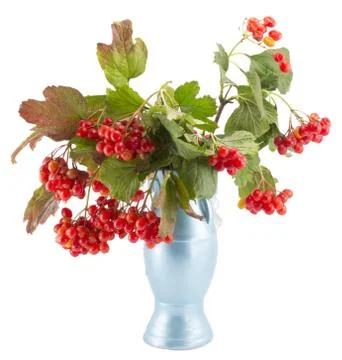 Rowan, rowanberry, rowan-tree, sorb, wild ash, viburnum, guelder rose Stock Photos