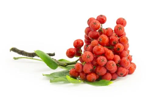 Rowan, rowanberry, rowan-tree, sorb, wild ash, viburnum, guelder rose Stock Photos