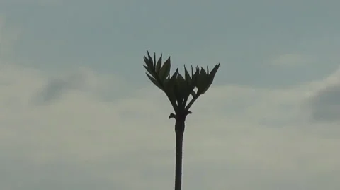 Rowan sapling Stockbeeldmateriaal 50054555