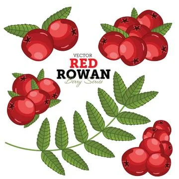 Rowan Set, Vector. Stock Illustration