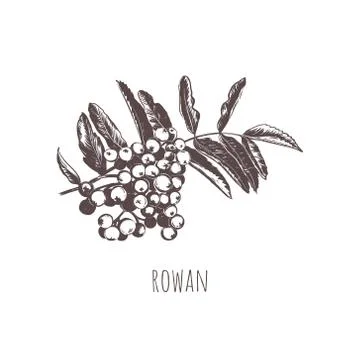 Rowan sketch vector illustration. Stock Illustration