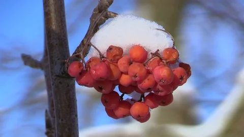 Rowan in the snow Stock Footage 71361772