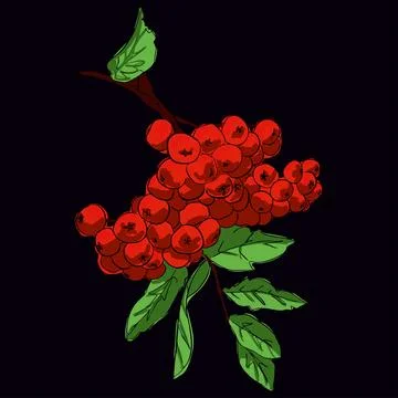 Rowan sprig Stock Illustration