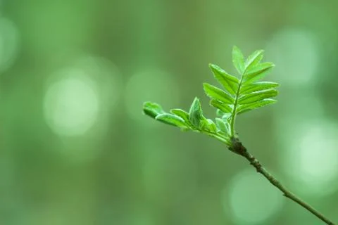 Rowan spring foliage Stock Photos