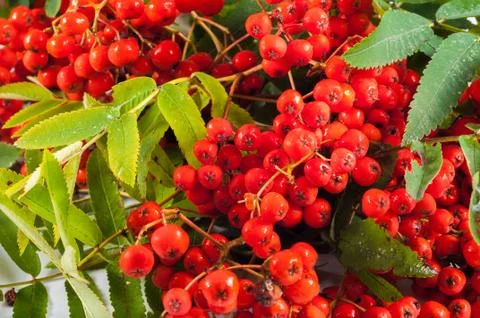Rowan stack with green leaves Stock Photos