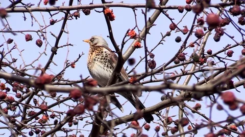 A Rowan thrush on a branch of a wild Apple tree eats apples. Turdus pilaris. Video stock 127229824
