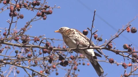 A Rowan thrush on a branch of a wild Apple tree eats apples. Turdus pilaris. 動画素材 127229843