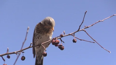 A Rowan thrush on a branch of a wild Apple tree eats apples. Turdus pilaris. Video stock 127501114
