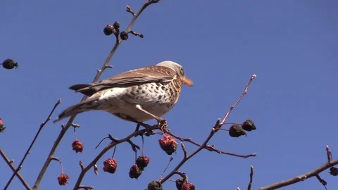 A Rowan thrush on a branch of a wild Apple tree eats  apples. Turdus pilaris. Stock-Footage 127501121