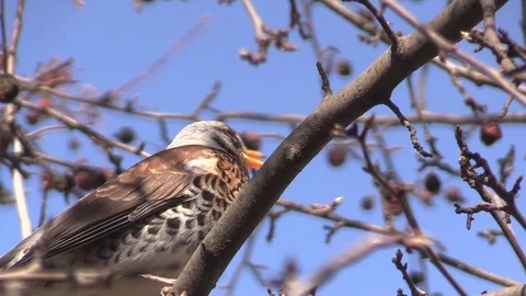 A Rowan thrush on a branch of a wild Apple tree eats apples. Turdus pilaris. Stock Footage 127501126
