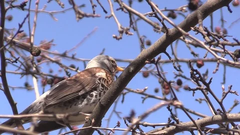 A Rowan thrush on a branch of a wild Apple tree eats apples. Turdus pilaris. Stock-Footage 127501133