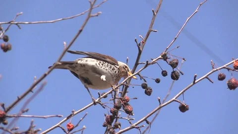 A Rowan thrush on a branch of a wild Apple tree eats apples. Turdus pilaris. Stock Footage 127501140