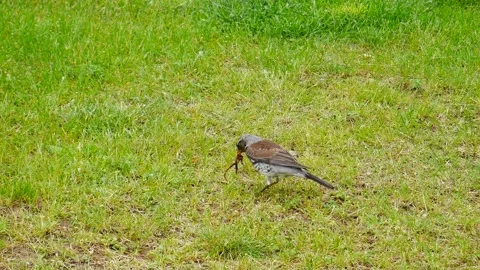 Rowan thrush pulls the earthworm out of the ground and flies away. Video stock 196223844