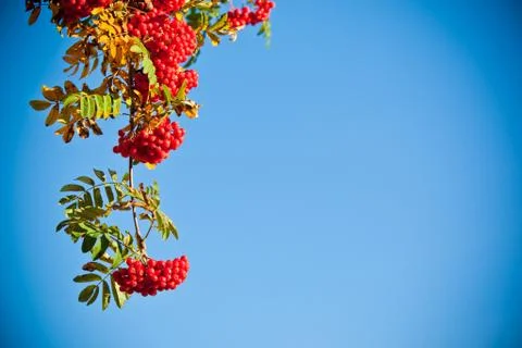 Rowan tree in autumn colours Stock-Fotos