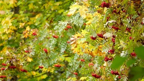 Rowan tree in autumn Stock Footage 80965849