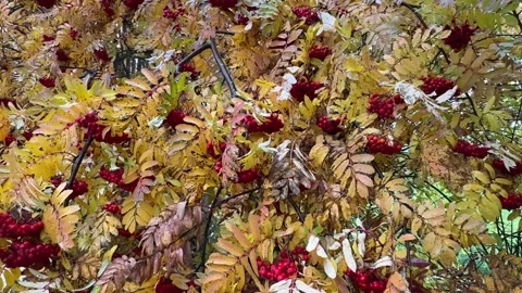 Rowan tree in autumn Stock Footage 287703396
