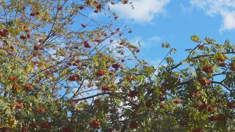 Rowan tree at autumn, mooving on wind, panoramic move. Stock Footage 253028477