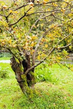 Rowan tree before autumn 스톡 사진