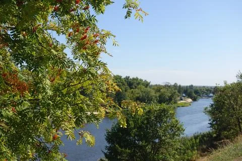 Rowan tree on a background of a landscape with a river 库存照片