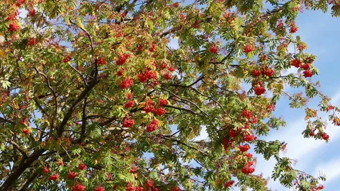 Rowan tree with berries and leaves in autumn Stock Footage 163522890