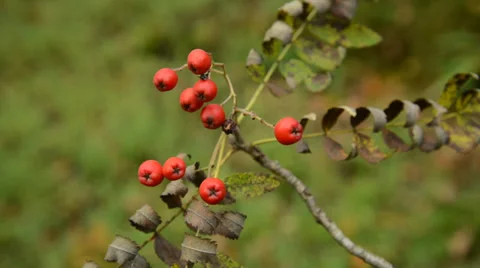 Rowan tree with berries Stock Footage 31289862
