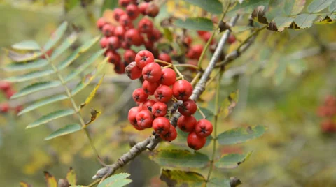 Rowan tree with berries Stockbeeldmateriaal 31289937